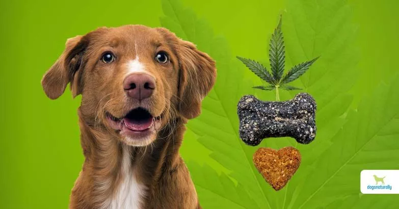 cannabis oil for dogs